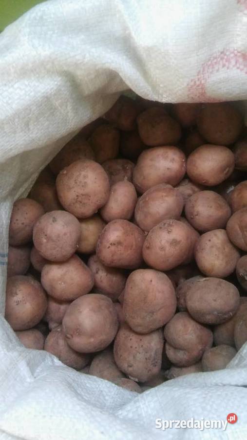 Ziemniaki sadzeniaki IRGA wczesna odmiana