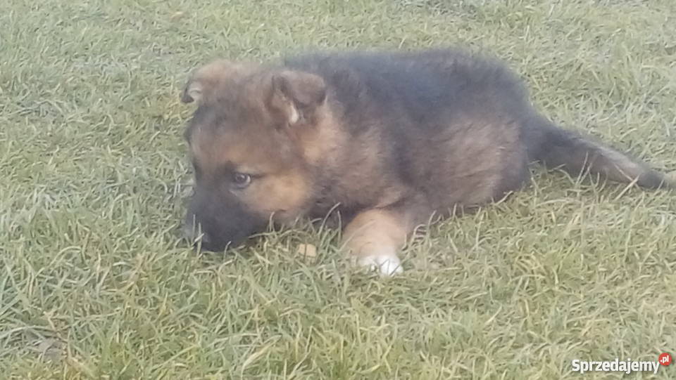 Owczarki niemieckie szczenie Zamość sprzedam