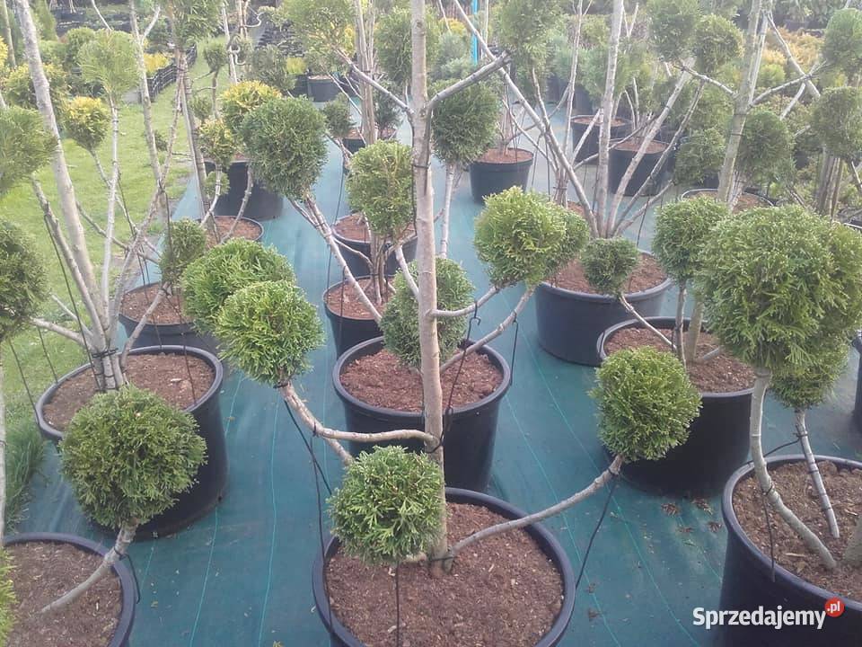 Drzewa Krzewy Rosliny Formowane Na Bonsai Tarnów sprzedam