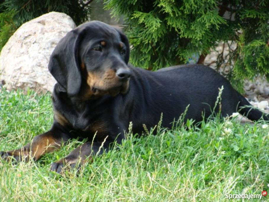 Gończy polski gończe polskie szczeniaki ZKwP FCI Piaski