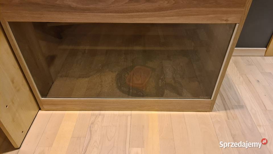 Pyton królewski terrarium Gady i płazy Żernica