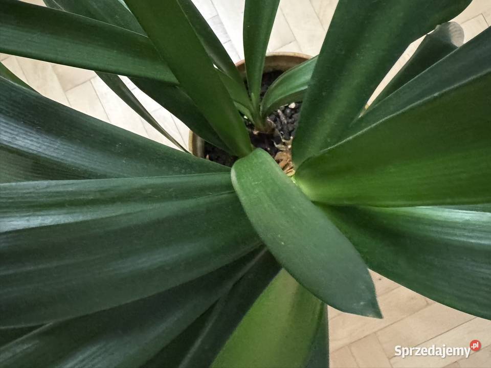 Kliwia pomarańczowa doniczkowa clivia miniata Pozostałe Częstochowa sprzedam