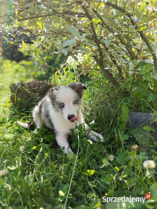 Boder collie Nowe Rybie