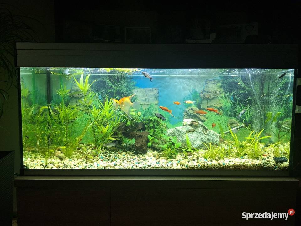 Akwarium 240 l podkarpackie Harta