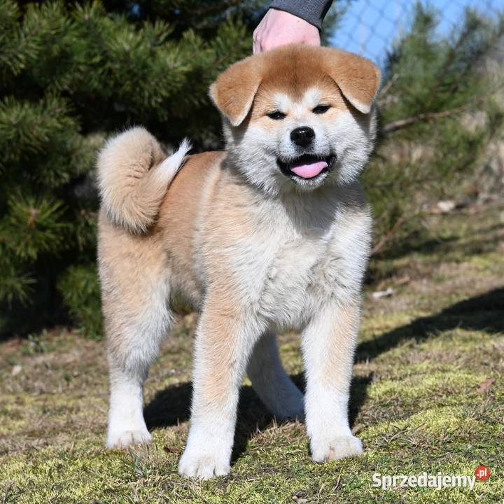 Akita inu akita japońska samiec Championie Częstochowa sprzedam