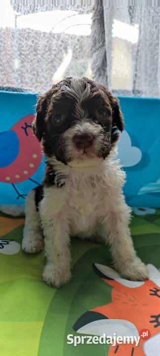 Lagotto Romagnolo