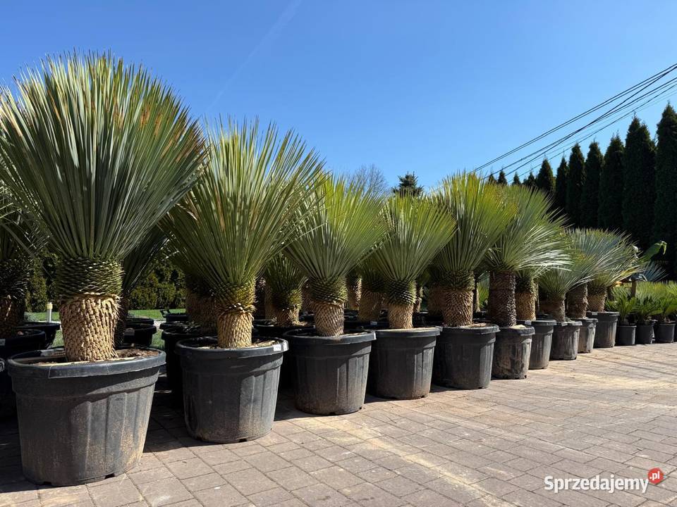 Yucca Rostrata juka Rostrata mrozoodporna do