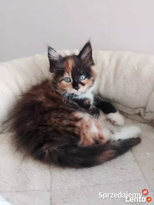 Kotka Maine Coon Rodowód FPL Maine Coon