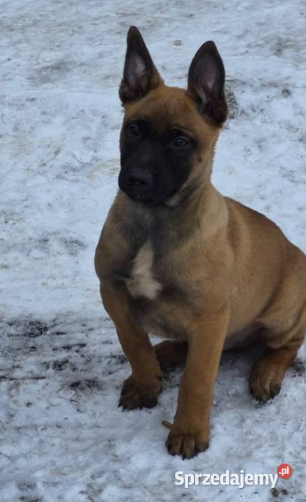 Owczarek belgijski łódzkie Skierniewice