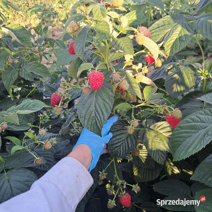 Sadzonki margarita lubelskie sprzedam