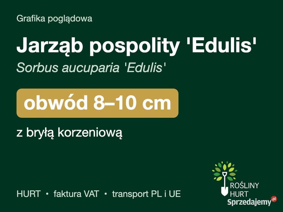 Jarząb pospolity Edulis obwód 810 z bryłą HURT