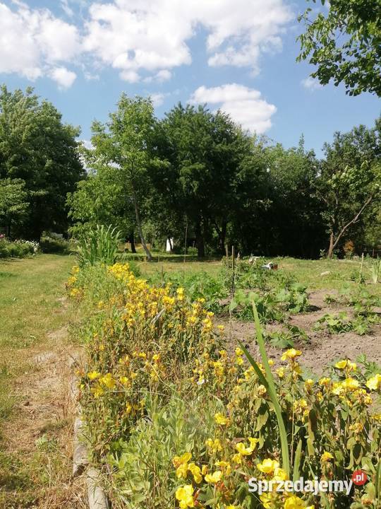 Dwie Działki ROD Mickiewicza 836 m2