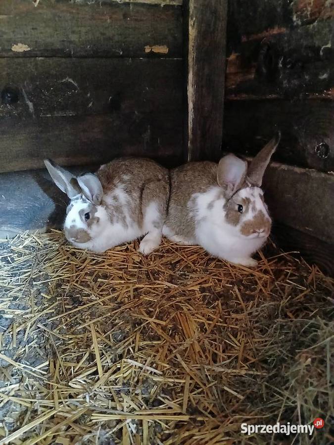 Młode króliki mieszańce szukają domu Gryzonie Paprotnia