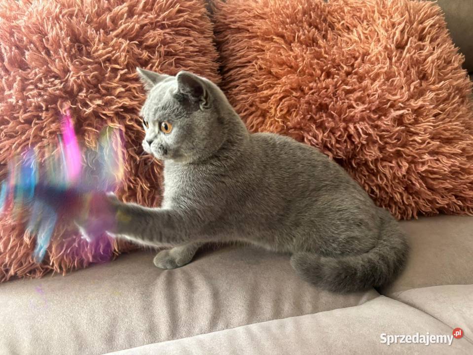 Kocięta brytyjskie z rodowodem FPL