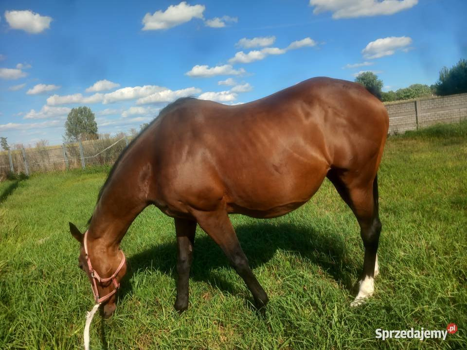 Wolny boksy w stajni przydomowej Hotel BŁASZKI Błaszki