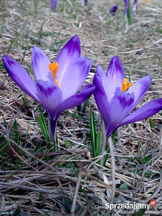 Nokia 6500 slide Bochnia