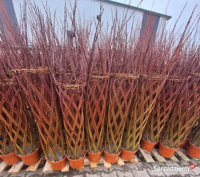 Wierzba pleciona salix Ogród Stromiec