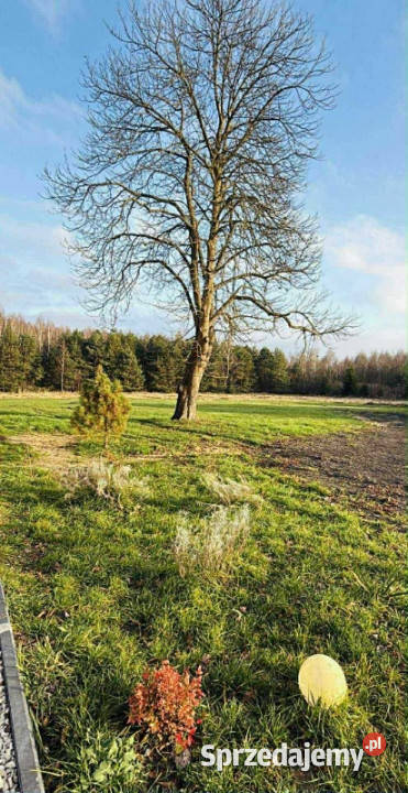 Dom siedlisko posiadłość asfalt Sprzedaż Kolonia Piaski