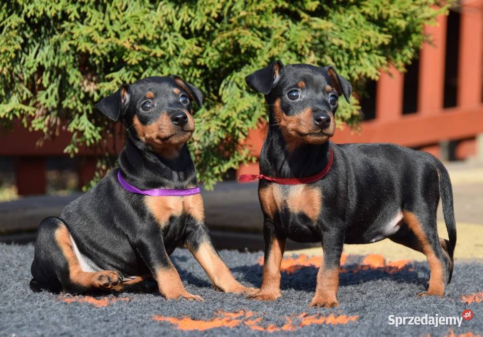 Pinczer miniaturowy szczenięta Zkwp mazowieckie Łochów