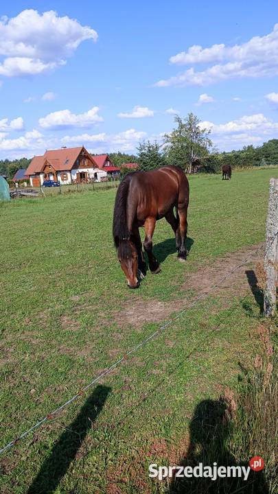 Konie zimnokrwiste pomorskie Kłączno