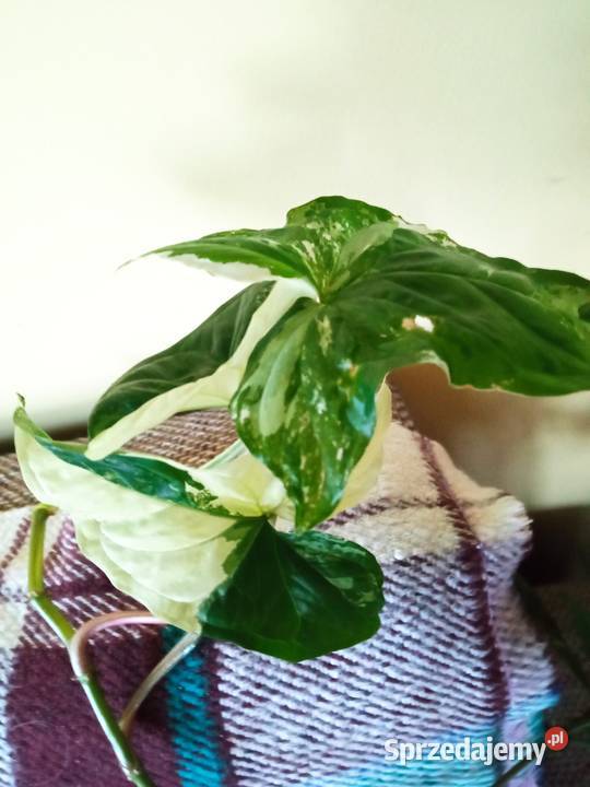 Pokręcona pięknotka i innePaprotka niedostępna Białystok