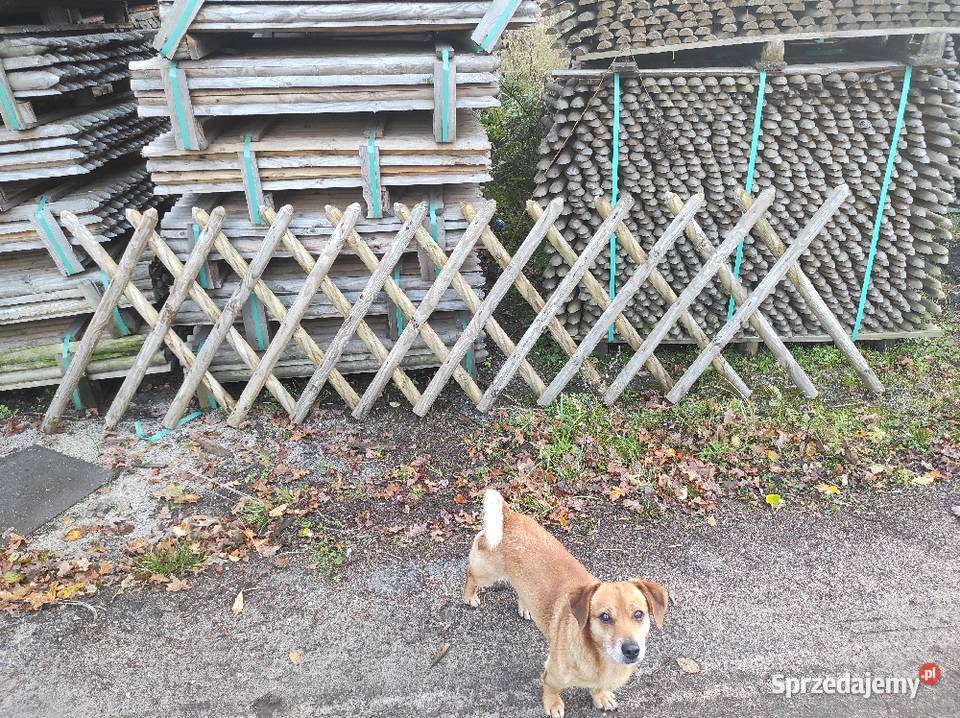 Sprzedam Paliki do drzewek i ogrodzeń Ogrodzenia i bramy dolnośląskie