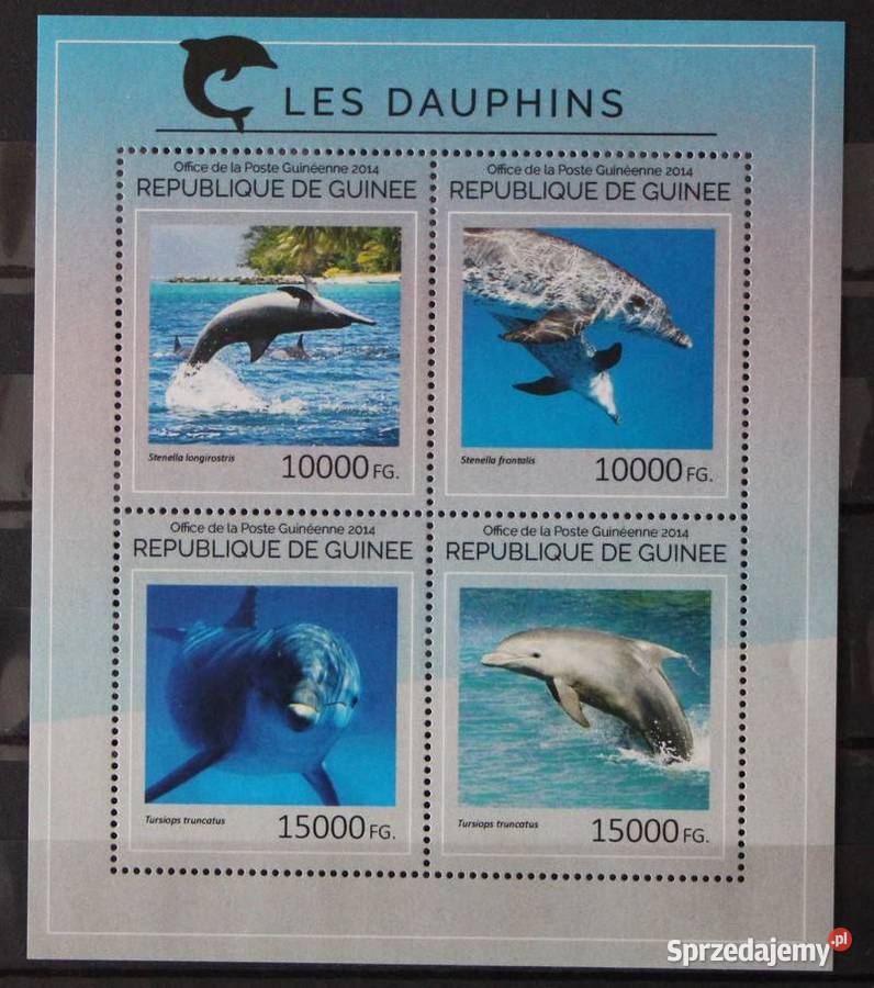 Gwinea arkusik delfin Oborniki