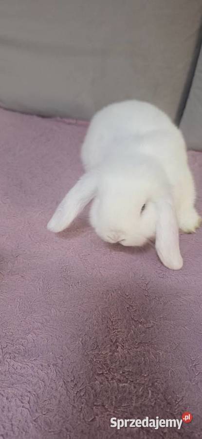 Króliczki Mini Lop Miejska Górka sprzedam