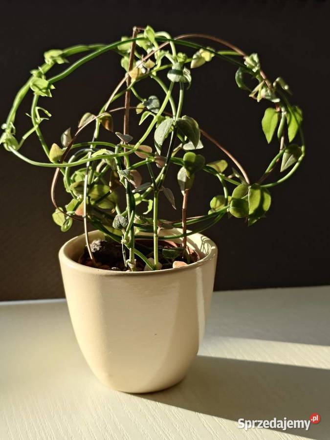Ceropegia sukulent toinowate roślina w osłonce Warszawa