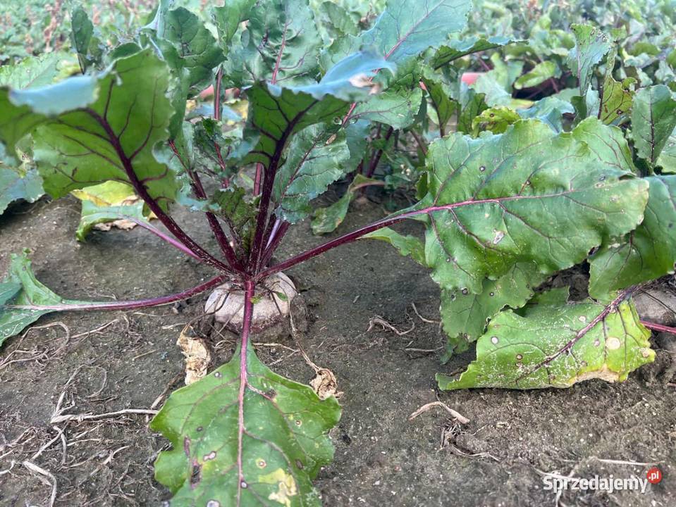 Buraczki Łaźniewek sprzedam