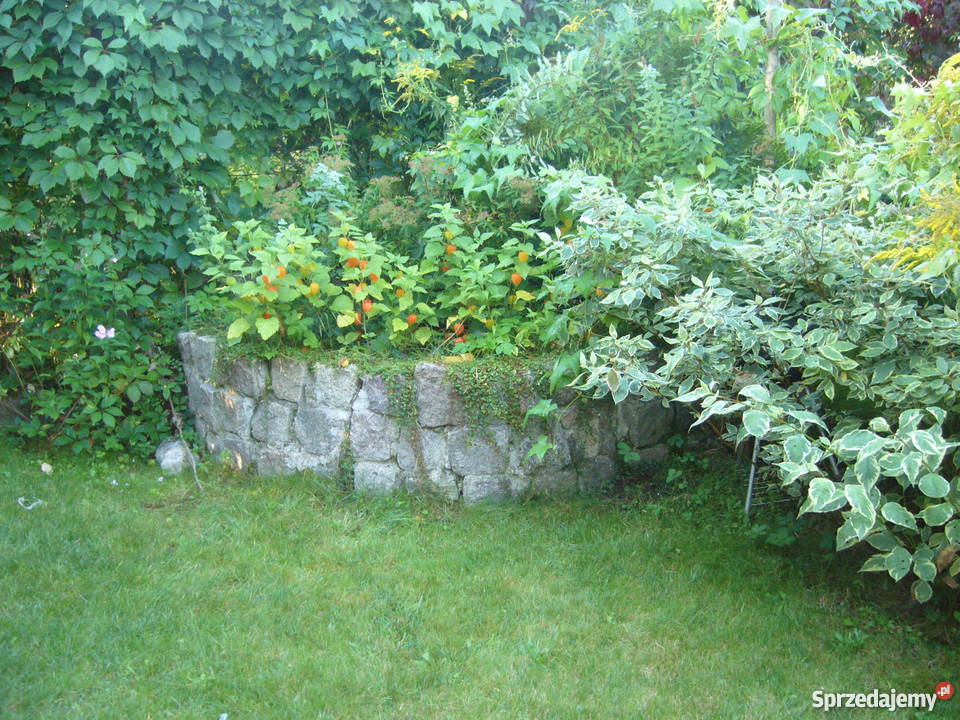 SPRZEDAM DZIAŁKĘ ROD GDAŃSK OWCZARNIA utwardzona Gdańsk sprzedam