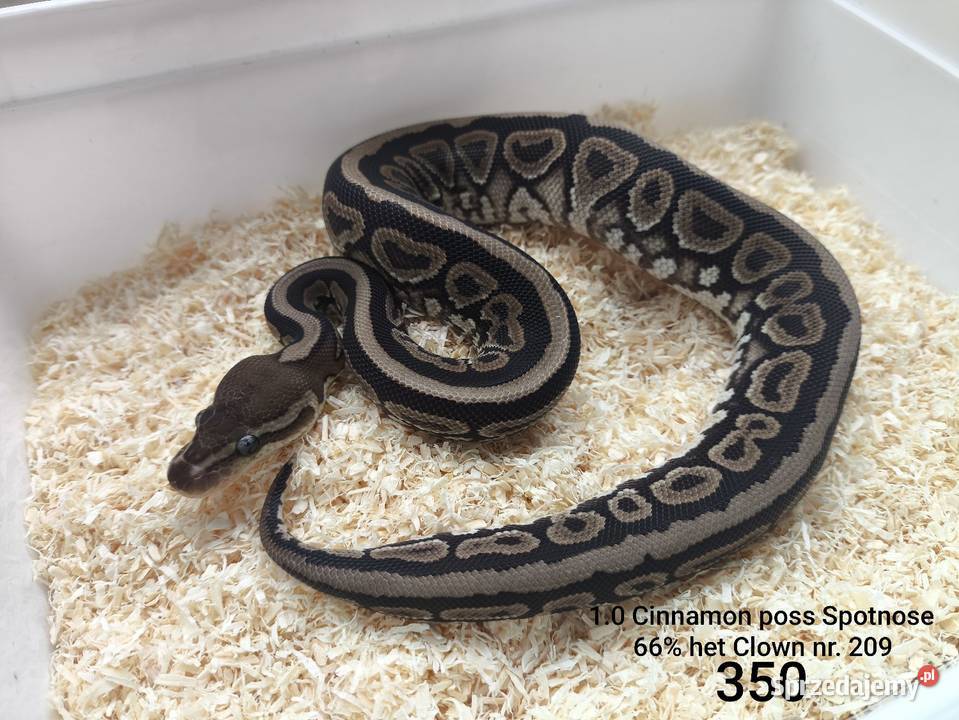 Pyton królewski samiec 209 Boruja Kościelna