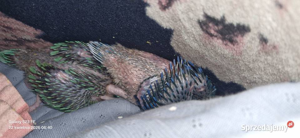 Aleksandretta obrożna oswojona Gorzów Wielkopolski