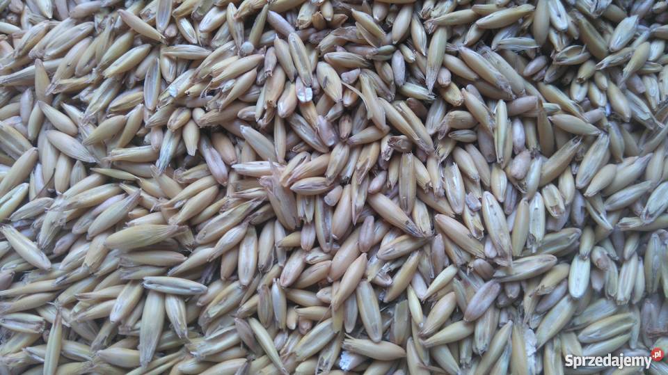 Owies Bingo Zboża Bukowa