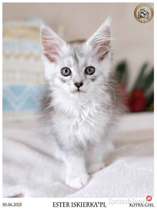 Srebrzysta kotka maine coon sprzedam