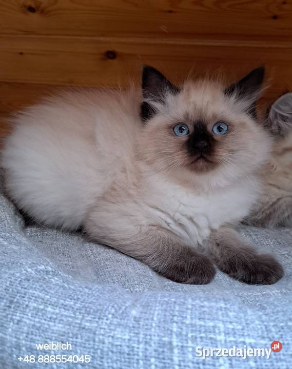 Kotka neva masquerade seal point syberyjska Chrząstowice