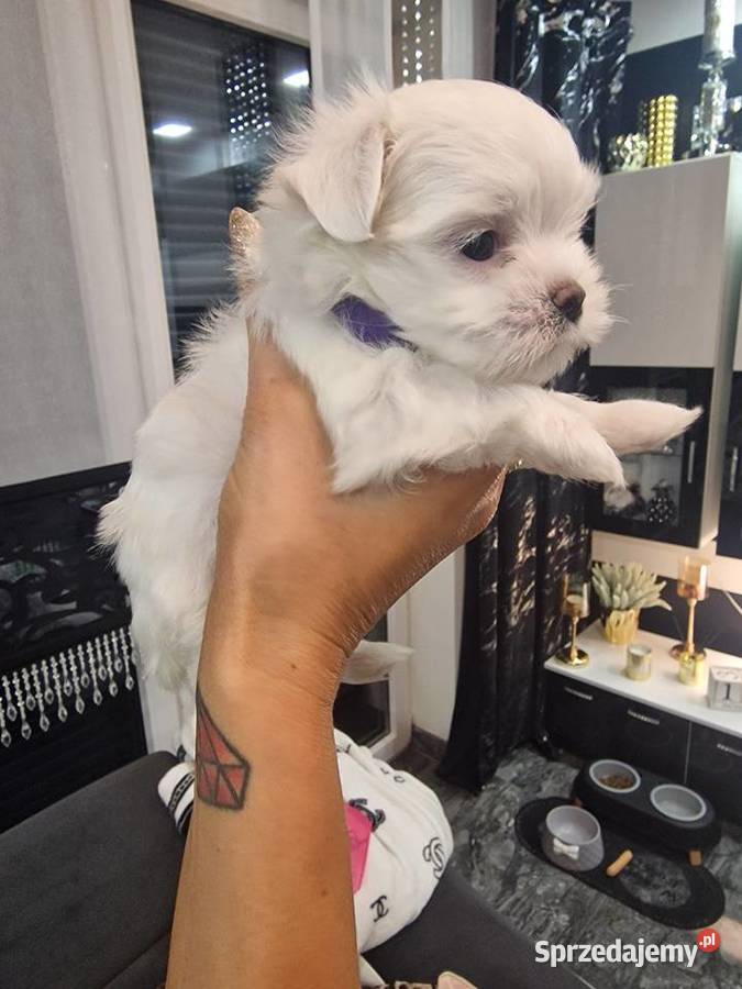 Maltanczyki szczeniaki Maltańczyk łódzkie Wieluń