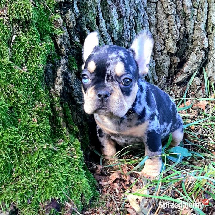 Buldog francuski suczka Pabianice sprzedam