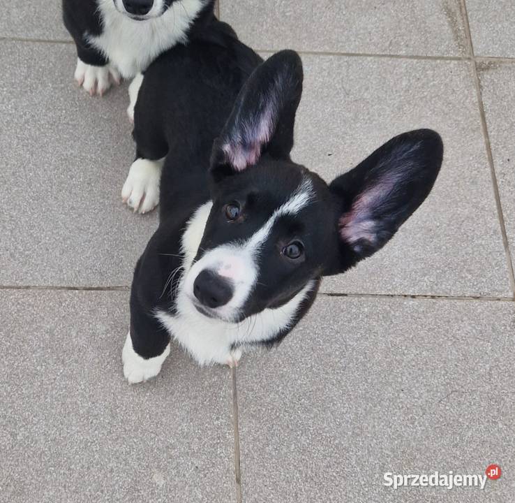 Welsh corgi cardigan Pozostałe Wrocław sprzedam