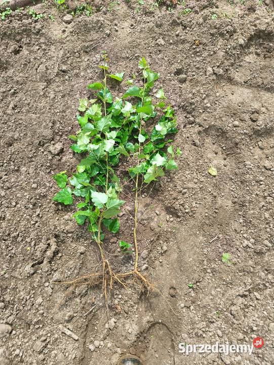 Sadzonki Brzoza brodawkowata 50 100