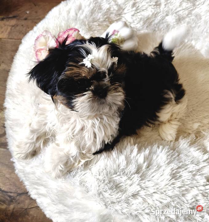 Shih tzu piesek FCI Wałbrzych