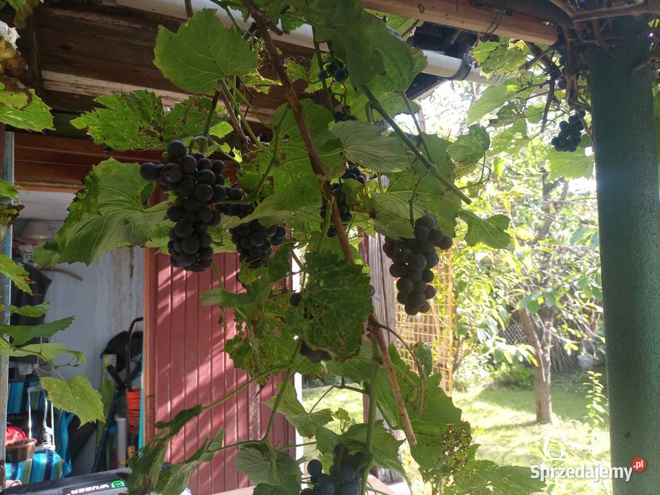 Sprzedam działkę ROD Zakole Wisły Kraków