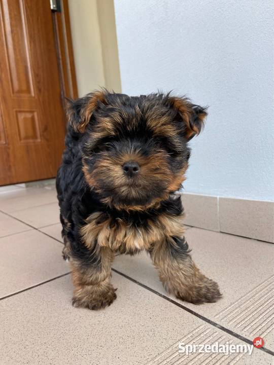 Śliczna suczka Yorkshire Terrier miniaturka