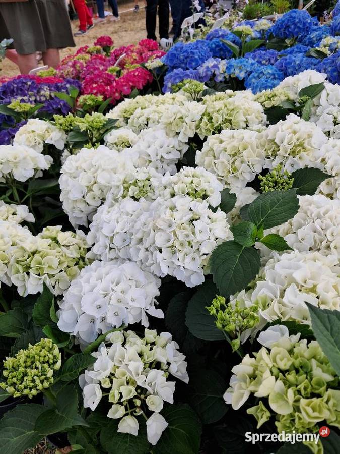Hortensja ogrodowa hydrangea macrophylla Knurów