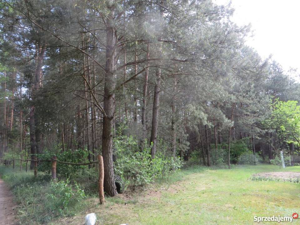 Siedlisko w lesie Gostynin