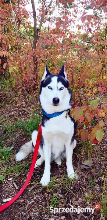 Miot rasy syberian husky Listopad Husky Grudziądz