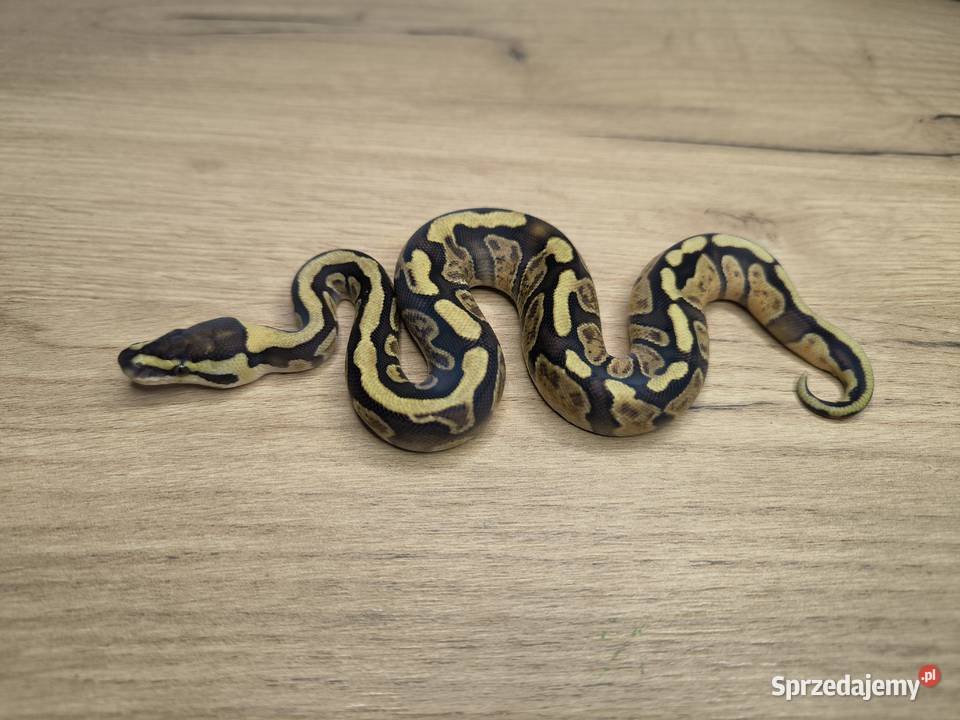 Pyton królewski Enchi Fire GHI YBSpecter poss mazowieckie Makowiec sprzedam
