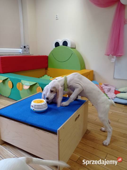 Porcelaine rodowód ZKwP FCI Warszawa mazowieckie