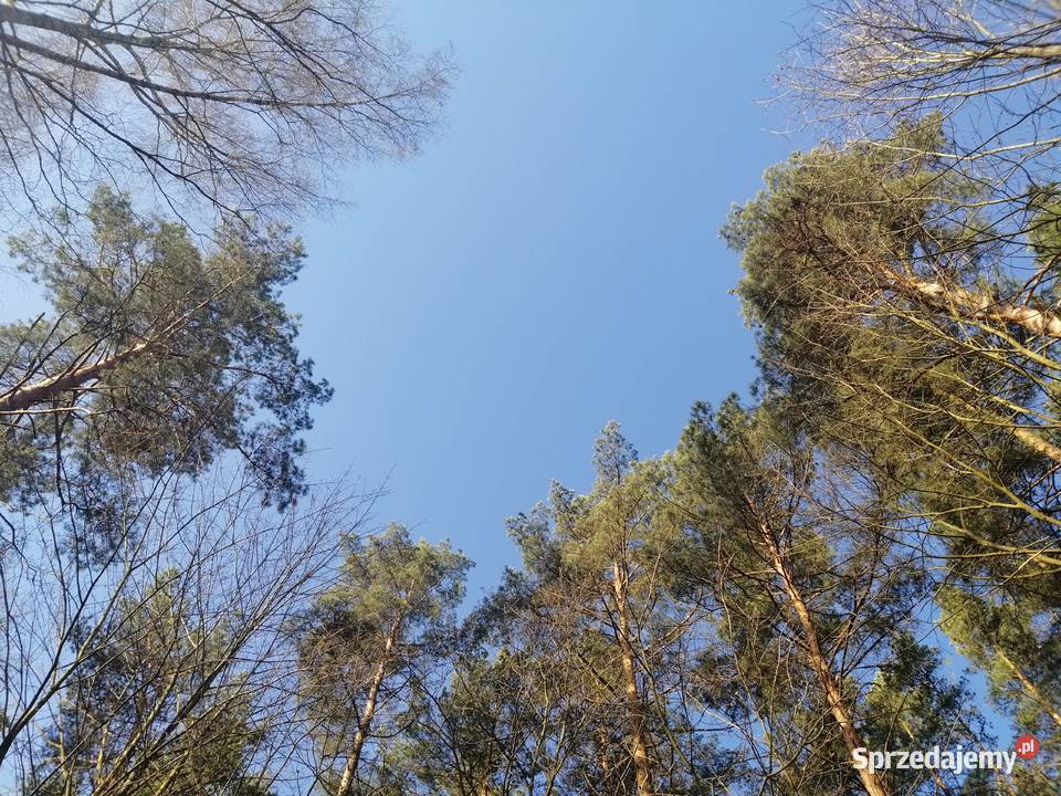 Domek Malinka w lesie jeziorem Sasek Wielki