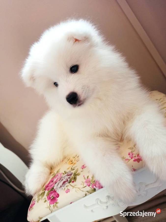 Samoyed szczeniaki już do odbioru Bydgoszcz